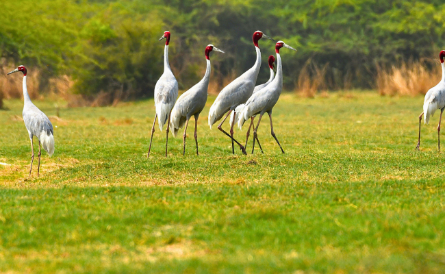 Rajasthan's Wild Paradise