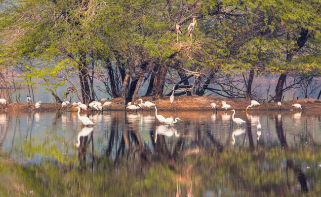 Rajasthan Wildlife Tour: Big Cats and Birding Safari Across Wetlands and Forests